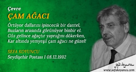 ÇAM AĞACI